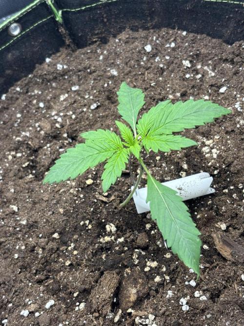 Banana purple punch auto 40L grow. Week 2 - 25.12.2025 day 14