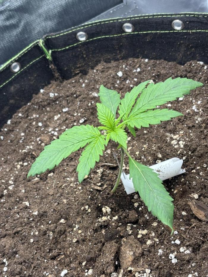 Banana purple punch auto 40L grow. Week 3