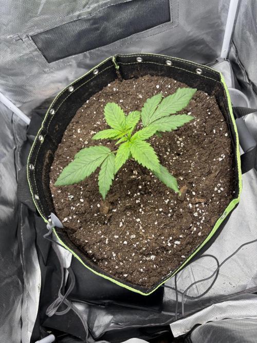 Banana purple punch auto 40L grow. Week 3 - 29.12.2025