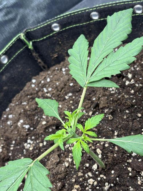 Banana purple punch auto 40L grow. Week 3 - 30.12.2025 