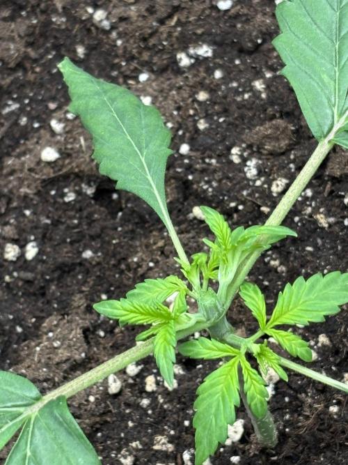 Banana purple punch auto 40L grow. Week 3 - 30.12.2025