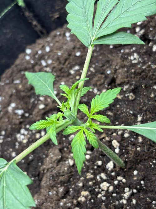 Banana purple punch auto 40L grow. Week 3 - 30.12.2025