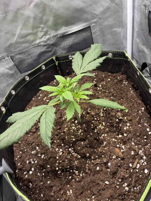 Banana purple punch auto 40L grow. Week 3 - 1.1.2026 day 7