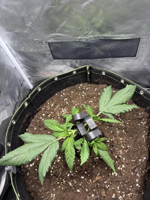 Banana purple punch auto 40L grow. Week 4 - 2.1.2026 day 22