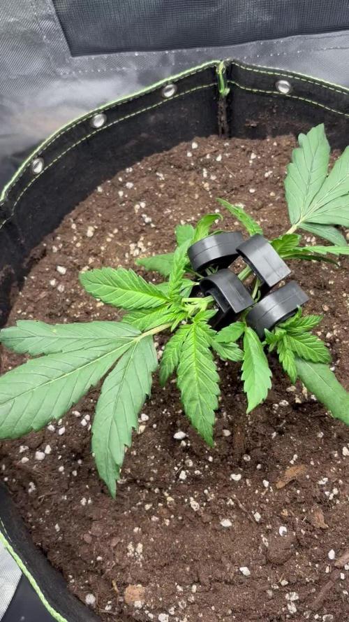 Banana purple punch auto 40L grow