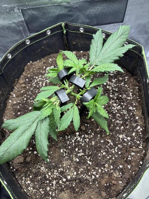 Banana purple punch auto 40L grow. Week 4 - 3.1.2026 day 23