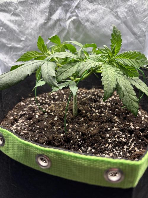 Banana purple punch auto 40L grow. Week 4 - 8.1.2026 day 28 also watered on this day 