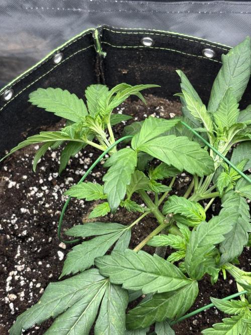 Banana purple punch auto 40L grow. Week 4 - 8.1.2026