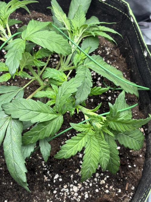 Banana purple punch auto 40L grow. Week 4 - 8.1.2026