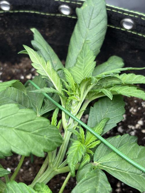 Banana purple punch auto 40L grow. Week 4 - 8.1.2026