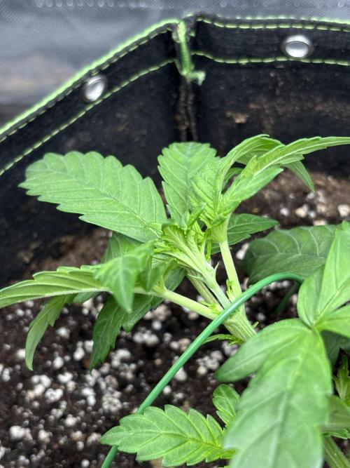 Banana purple punch auto 40L grow. Week 4 - 8.1.2026