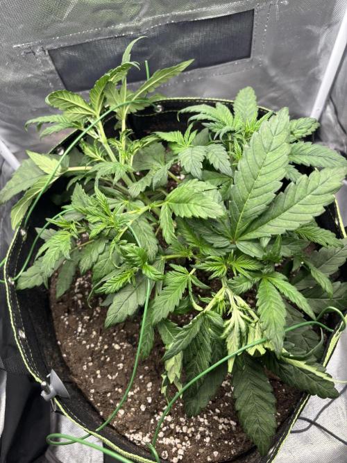 Banana purple punch auto 40L grow. Week 5 - 12.1.2026