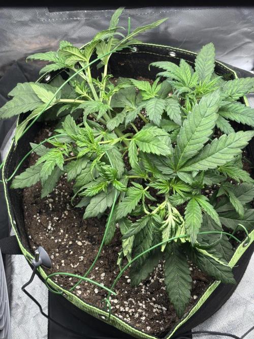 Banana purple punch auto 40L grow. Week 5 - 12.1.2026