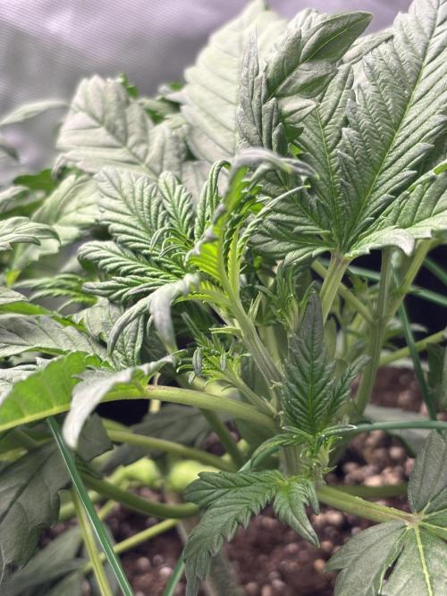 Banana purple punch auto 40L grow. Week 5 - 12.1.2026