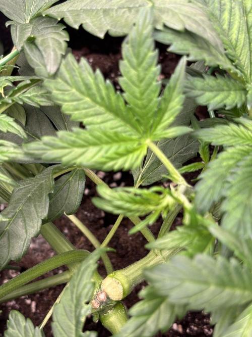 Banana purple punch auto 40L grow. Week 5 - 12.1.2026