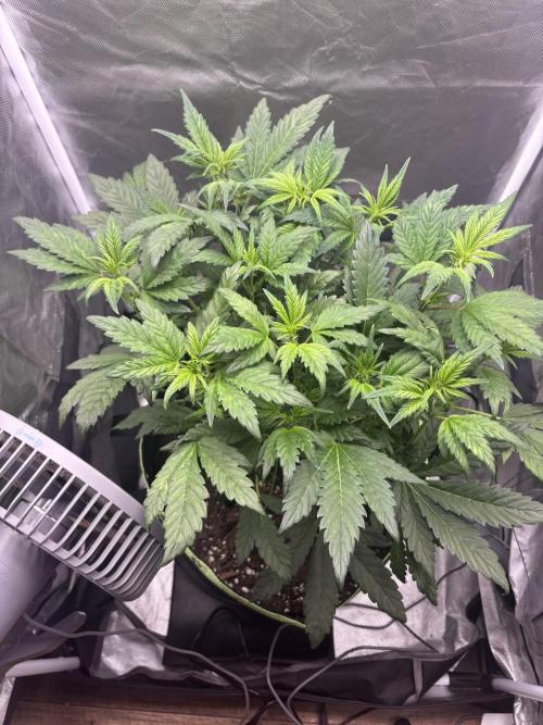 Banana purple punch auto 40L grow. Week 6 - 17.1