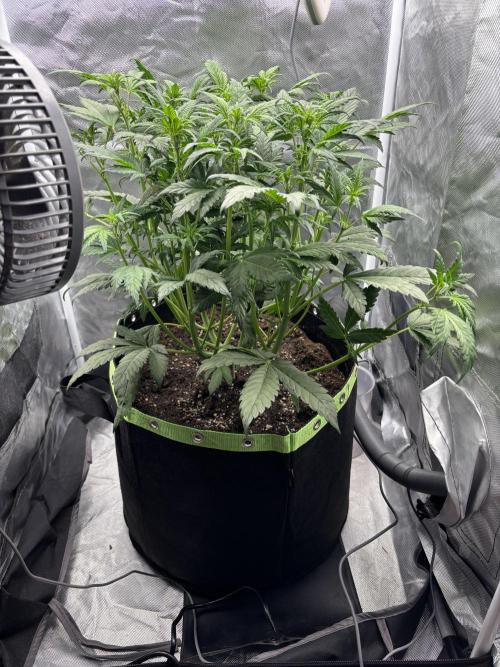 Banana purple punch auto 40L grow. Week 6 - 19.1