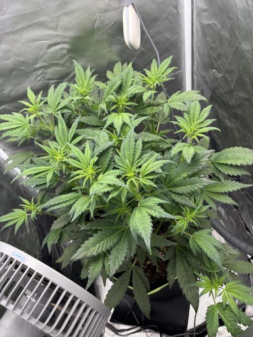 Banana purple punch auto 40L grow. Week 6 - 20.1