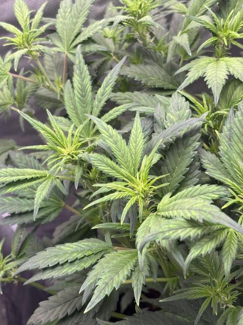 Banana purple punch auto 40L grow. Week 6 - 20.1