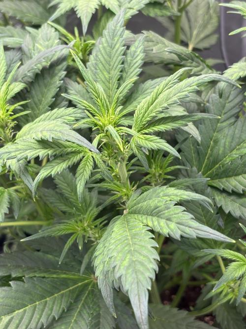 Banana purple punch auto 40L grow. Week 6 - 20.1