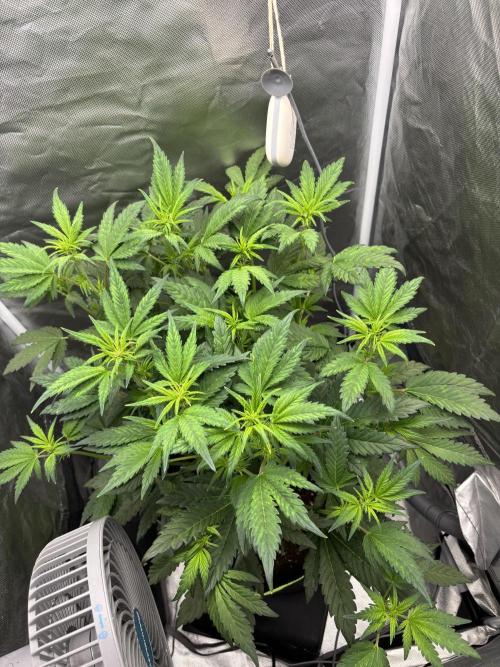 Banana purple punch auto 40L grow. Week 6 - 21.1.2026