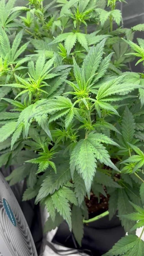 Banana purple punch auto 40L grow