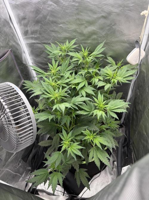 Banana purple punch auto 40L grow. Week 6 - 22.1.2026 day 7