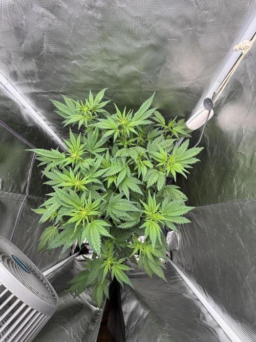 Banana purple punch auto 40L grow. Week 6 - 22.1.2026 day 7
