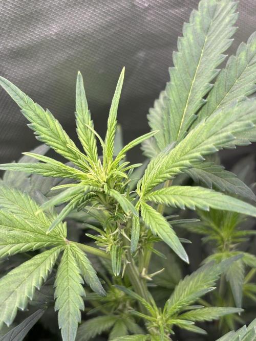 Banana purple punch auto 40L grow. Week 6 - 22.1.2026 day 7