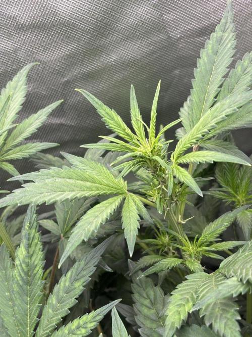 Banana purple punch auto 40L grow. Week 6 - 22.1.2026 day 7