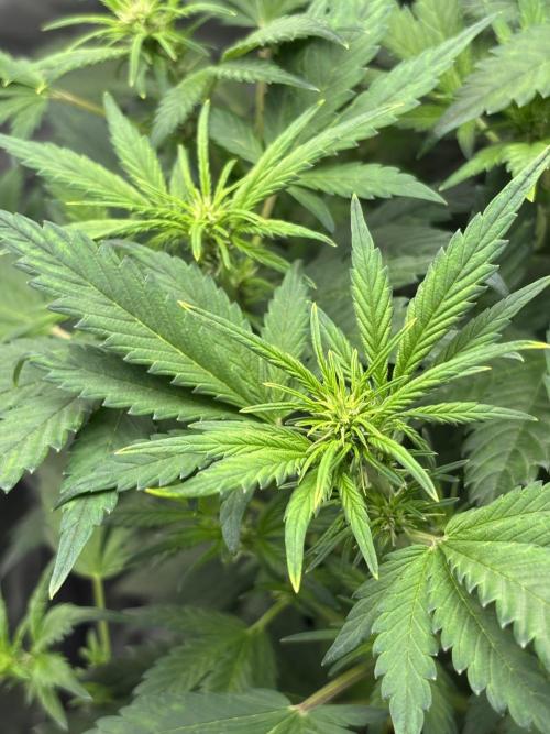 Banana purple punch auto 40L grow. Week 6 - 22.1.2026 day 7