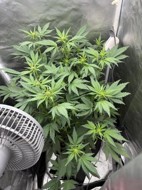 Banana purple punch auto 40L grow. Week 7 - Day 2 / 24.1.2026