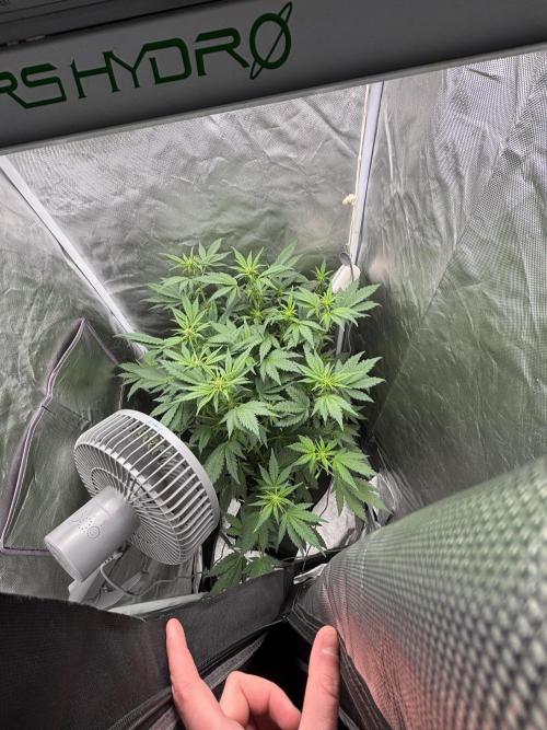 Banana purple punch auto 40L grow. Week 7 - Day 2/ 24.1.2026