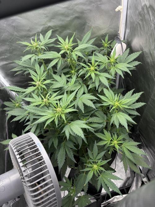 Banana purple punch auto 40L grow. Week 7 - Day 3 25.1.2026