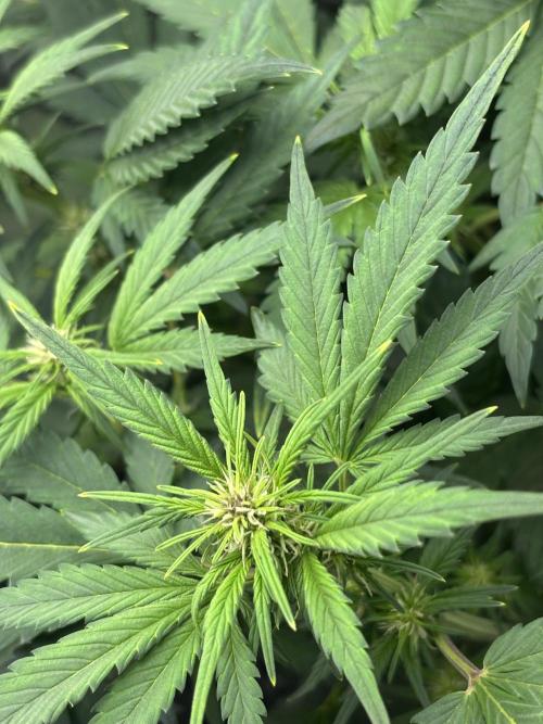 Banana purple punch auto 40L grow. Week 7 - Day 3 25.1.2026