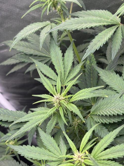 Banana purple punch auto 40L grow. Week 7 - Day 3 25.1.2026