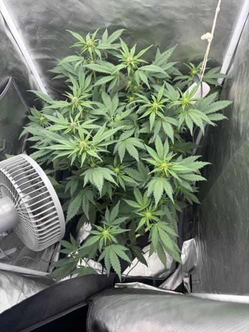 Banana purple punch auto 40L grow. Week 7 - Day 4 26.1.2026