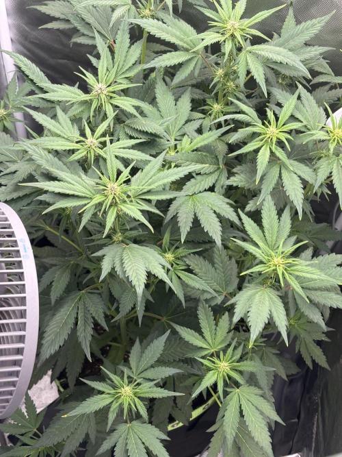 Banana purple punch auto 40L grow. Week 7 - Day 4 26.1.2026