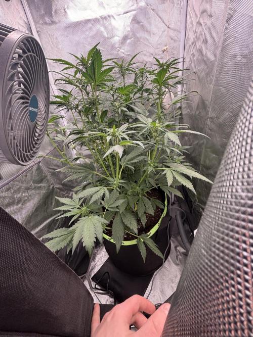 Banana purple punch auto 40L grow. Week 7 - Day 4 26.1.2026