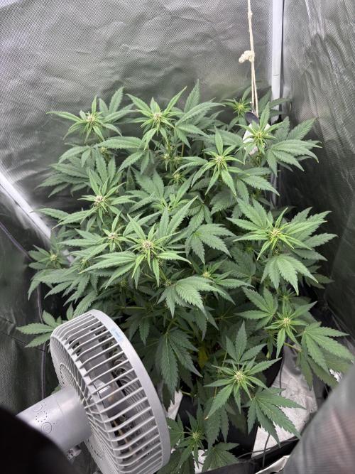 Banana purple punch auto 40L grow. Week 7 - Day 5 27.1.2026