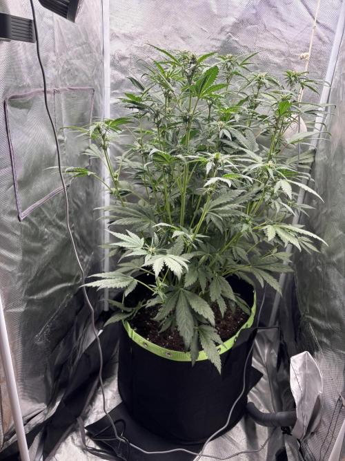 Banana purple punch auto 40L grow. Week 7 - Day 6 28.1.2026