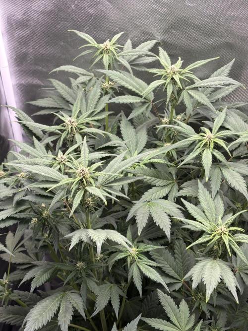 Banana purple punch auto 40L grow. Week 7 - Day 6 28.1.2026