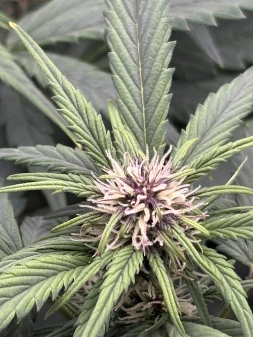 Banana purple punch auto 40L grow. Week 7 - Day 6 28.1.2026