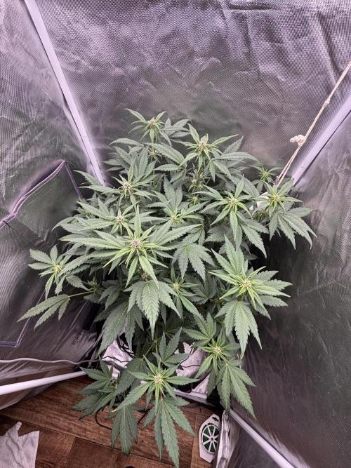 Banana purple punch auto 40L grow. Week 7 - Day 6 28.1.2026