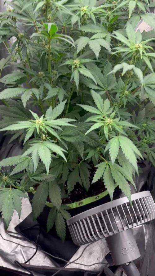 Banana purple punch auto 40L grow