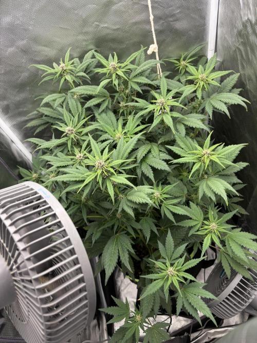 Banana purple punch auto 40L grow. Week 7 - Day 7 29.1.2026