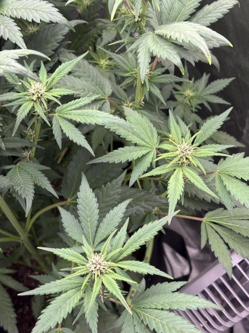 Banana purple punch auto 40L grow. Week 7 - Day 7 29.1.2026