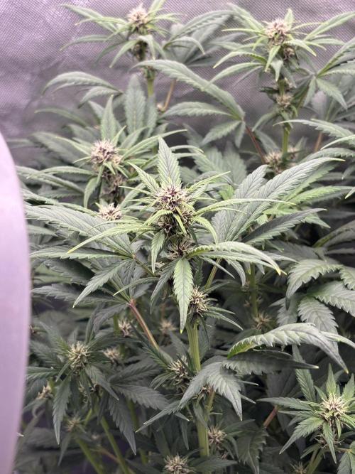 Banana purple punch auto 40L grow. Week 7 - Day 7 29.1.2026