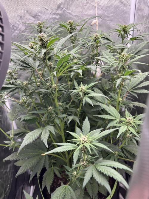 Banana purple punch auto 40L grow. Week 7 - Day 7 29.1.2026