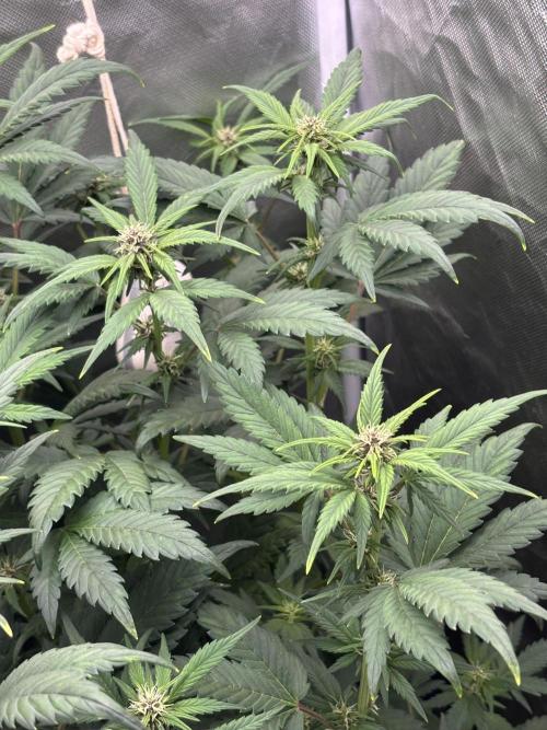 Banana purple punch auto 40L grow. Week 7 - Day 7 29.1.2026